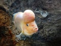 Flowerhorn Fish with Rock Background