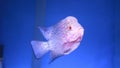 The flowerhorn fish swimming