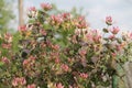 Flowerin goat-leaf honeysuckle Lonicera caprifolium plant on fence Royalty Free Stock Photo