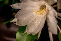 Night blooming cereus against a black background Royalty Free Stock Photo