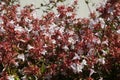 Flowering Abelia grandiflora hedge