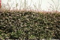 Flowering Abelia grandiflora hedge