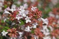 Flowering Abelia grandiflora hedge Royalty Free Stock Photo