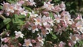 Flowering Abelia grandiflora hedge