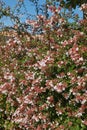 Flowering Abelia grandiflora hedge