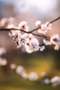 Flowering abricot trees in garden. sunny spring evening. Close up abricot flowers. Spring background