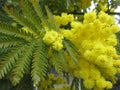 Acasia Mimosa Tree Royalty Free Stock Photo