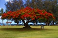 Flowering African Tulip Tree