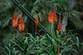 Agave flowers in the early evening Royalty Free Stock Photo