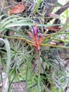 Flowering Airplant Tillandsia caput-medusae