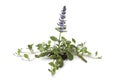 Flowering Ajuga plant