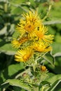 Flowering alant, Inula helenium, in summer Royalty Free Stock Photo