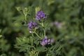 Flowering Alfalfa