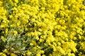 Flowering Alissum Burachok, Gmelina Mountain Alyssum montanum L., Alyssum gmelinii Royalty Free Stock Photo