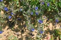 Flowering alkanet or dyers\' bugloss (lat.- alcanna tinctoria tausch Royalty Free Stock Photo