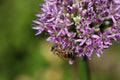 Flowering allium with a bee