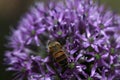 Flowering allium with a bee