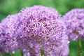 Flowering Allium Bulbs in Bloom