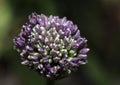 Flowering allium