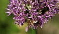 Flowering allium with a bee