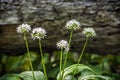 Flowering Allium ursinum plant