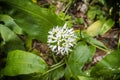 Flowering Allium ursinum plant