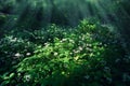 Flowering Allium ursinum (wild garlic, ramsons, buckrams, bear leek) in forest