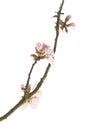 Flowering almond