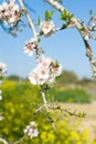 Flowering almond