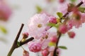 Flowering Almond Closeup