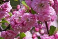 Flowering almond closeup