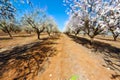 Flowering Almond Garden