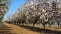 Flowering Almond Garden