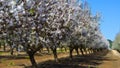 Flowering Almond Garden