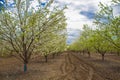 Flowering almond garden