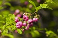 Flowering almond Prunus triloba