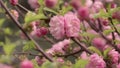 Prunus triloba `Multiplex` in bloom