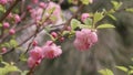 Prunus triloba `Multiplex` in bloom