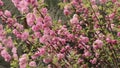 Prunus triloba `Multiplex` in bloom