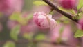 Prunus triloba `Multiplex` in bloom