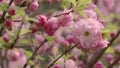 Prunus triloba `Multiplex` in bloom