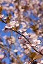 Flowering almond tree