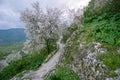 Flowering almond tree in a green landscape of southern Spain Royalty Free Stock Photo