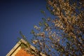 Flowering almond tree with white flowers on the background of the roof under the blue sky Royalty Free Stock Photo