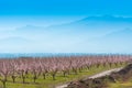 Flowering almond trees against the background of mountains and blue sky. Copy space for text. Royalty Free Stock Photo