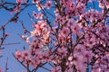 Flowering almond trees. Beautiful almond blossom on the branches, at springtime background in Valencia. Perfect and amazing Royalty Free Stock Photo