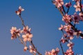 Flowering almond trees. Beautiful almond blossom on the branches, at springtime background in Valencia. Perfect and colorful Royalty Free Stock Photo