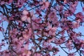 Flowering almond trees. Beautiful almond blossom on the branches, at springtime background in Valencia, Spain. Perfect and amazing Royalty Free Stock Photo