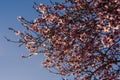 Flowering almond trees. Beautiful almond blossom on the branches, at springtime background in Valencia, Spain. Perfect and Royalty Free Stock Photo