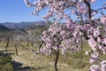 Flowering almond trees in the mountains in the sunshine in Spain Royalty Free Stock Photo